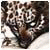 Stevendiulley's Avatar